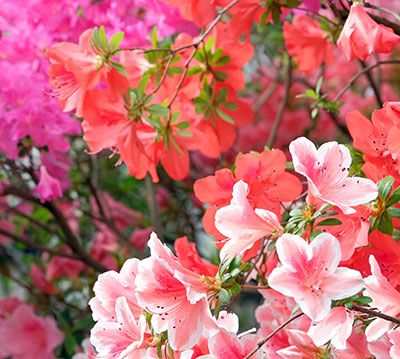 Azalea Festival